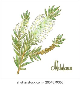 Melaleuca or paperbarks, honey-myrtles or tea-trees. Vector illustration.