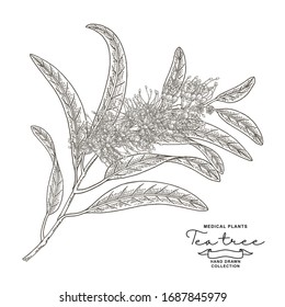 Planta de melaleuca. Rama de árbol de té con flores aisladas en fondo blanco. Ilustración botánica vectorial. Estilo de herencia. 
