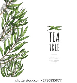 Melaleuca, ramos de árvore de chá com folhas verdes e flores em um cartaz de borda lateral sem costura. Produto natural, óleo essencial, antibacteriano, cosmético. Botânica, flora. Vetor desenhado à mão.