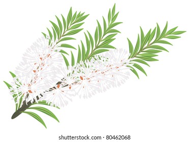 Melaleuca - tea tree. Vector illustration on white background.