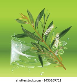 Melaleuca is vector backgroud green