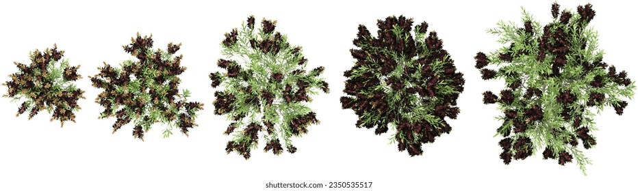 Melaleuca viminalis trees top view isolated white background