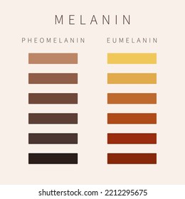 Esquema de paleta de colores de melanina. Grados de pigmento de eumelanina y fenomelanina de piel, pelo y ojos. Diversidad cutánea de la piel. Escala de clasificación de tipo de piel Fitzpatrick. Ilustración del vector