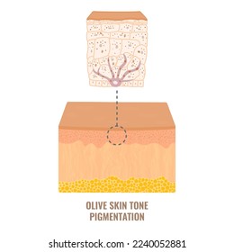 Melanin content and distribution in olive skin. Mid-tone pigmentation mechanism infographic diagram. Epidermis cross-section in closeup. Vector illustration.