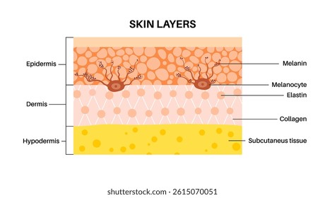 Melanin in the human skin anatomical poster. Melanocytes produce skin pigmentation. Absorbing harmful UV rays, protecting cells in dermis and epidermis from sun damage flat vector illustration