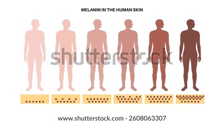 Melanin in the human skin. Grade from light to dark skin pigmentation in the male body. Absorbing harmful UV rays, protecting cells in dermis and epidermis from sun damage flat vector illustration
