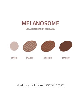 Proceso de síntesis de melanina. Etapas de la maduración de los organelles melanosomas. Diagrama de melanogénesis. Formación de pigmentos para el tono de piel, pelo y color de los ojos. Ilustración vectorial.