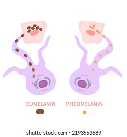 Melanozytenzellbiologie und Skelettpigmentierung. Herstellung von Melanin-Pigmenten. Eumelanin und Pheomelanin-Verteilungsprozess. Melanosomer Übergang zu Keratinozyten-Schema. Vektorgrafik