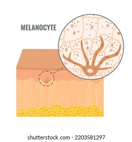 Melanocyte cell biology and skin tone pigmentation diagram. Melanin pigment production and distribution process. Melanosome transfer to keratinocytes in epidermis cross-section. Vector illustration.