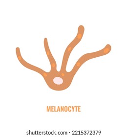 Melanocyte cell biology and skin tone pigmentation diagram. Melanin pigment production and distribution process. Melanosome transfer to keratinocytes scheme. Vector illustration. 