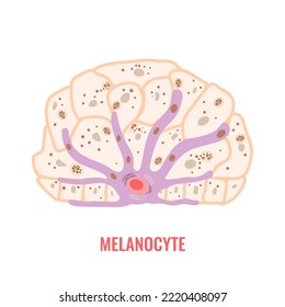 Melanocyte cell biology and skin tone pigmentation diagram. Melanin pigment production and distribution process. Melanosome transfer to keratinocytes scheme. Vector illustration.