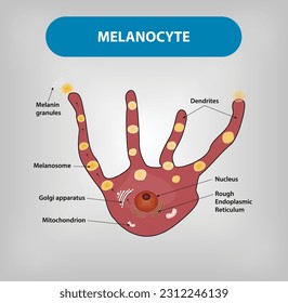 Melanocyte - A cell located in skin and eyes that produces and contains the pigment called melanin. Vector and Illustration