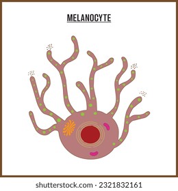 Melanocyte Cell Vector. Melanin Produced in Melanocytes. Skin Cell Melanocyte Present in Hair, Eyes, Skin Vector, Poster, Diagram, Illustration, Background, Figure.