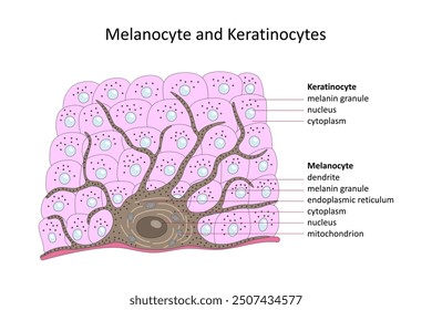 Melanocyte and Keratinocytes (skin cells). Labelled diagram.