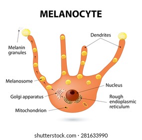 Melanocyte - melanin producing cells. Melanin is the pigment responsible for skin color