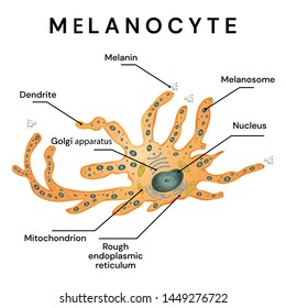 Melanocyte - melanin producing cells. Melanocyte structure.
