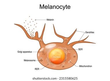 Melanocyte structure and anatomy. melanin producing cells. Melanin is the pigment responsible for skin color. vector poster