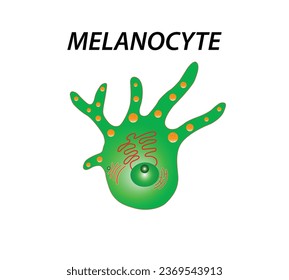 Melanocyte structure and anatomy. melanin-producing cells. Melanin is the pigment responsible for skin color. vector poster