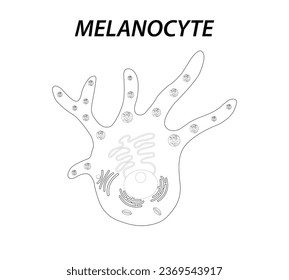 Melanocyte structure and anatomy. melanin-producing cells. Melanin is the pigment responsible for skin color. vector poster
