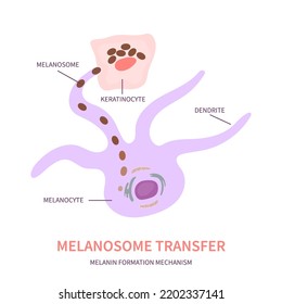 Melanosome transfer to keratinocytes scheme. Melanocyte cell biology and skin pigmentation diagram. Melanin pigment production and distribution process. Vector illustration.