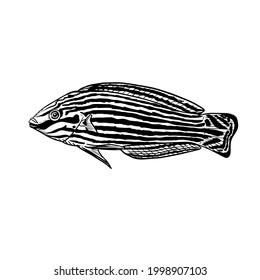 Melanurus-Wrasse, Vektorgrafik auf schwarzem Hintergrund einzeln auf weißem Hintergrund