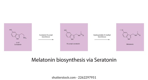 Melatonin-Biosyntheseweg über 5HT Serotonin-Wissenschaftsdiagramm horizontale Ausrichtung auf violettem Hintergrund.