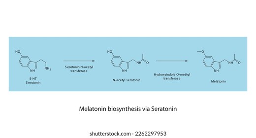 Melatonin-Biosyntheseweg über 5HT Serotonin-Wissenschaftsdiagramm horizontale Ausrichtung auf blauem Hintergrund.