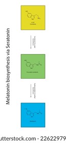 Melatonin-Biosyntheseweg über 5HT Serotonin-Wissenschaftsdiagramm vertikale Ausrichtung auf buntem Hintergrund.