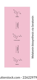 Melatonin-Biosyntheseweg über 5HT Serotonin-Wissenschaftsdiagramm vertikale Ausrichtung auf violettem Hintergrund.