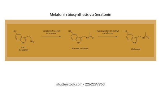 Melatonin-Biosyntheseweg über 5HT Serotonin-Wissenschaftsdiagramm horizontale Ausrichtung auf orangefarbenem Hintergrund.