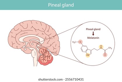 Melatonin hormone. Pineal gland anatomical cross section.