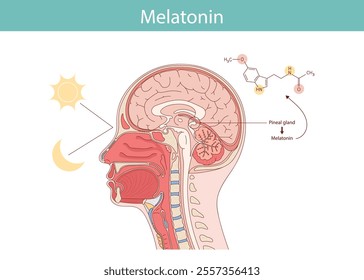 Melatonin hormone. Pineal gland anatomical cross section.