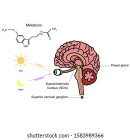 Melatonin , hormone for sleep ,released by pineal gland at night. circadian rhythm and Melatonin pathway in vector, isolated in white background