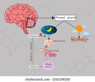 Melatonin is a important hormone for sleep it was released by pineal gland at night. Major hormone for circadian rhythm. Melatonin pathway.