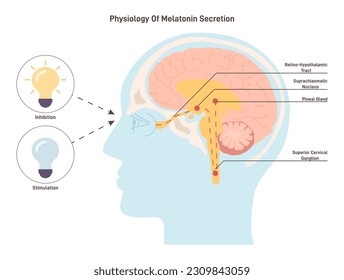 Melatonin secretion mechanism. Human circadian rhythm and sleep-wake cycle physiology. Human brain and pineal gland anatomy. Flat vector illustration