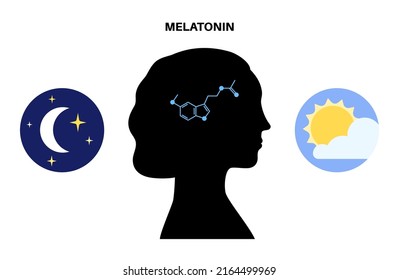 Melatonin and serotonin are produced in the human brain. Circadian rhythm poster. Colorful circadian cycle. Night and day healthy balance of life concept. Flat vector illustration of sleep wake cycle.