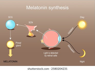 Melatonin synthesis. Circadian rhythm. Sleep-wake cycle. Cross section of a human eye. Light is detected by retinal cells, then Pineal gland release of Melatonin. Vector poster