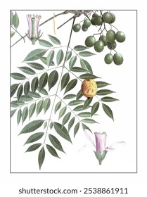 Melia toosendan, hand-painted floral and botanical painting, hand-painted herbal painting, natural herbs.