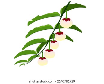 melientha suavis on a white background.