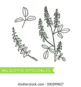 Melilotus officinalis - Siberian herbs. Handdrawn Illustration - Health and Nature Set