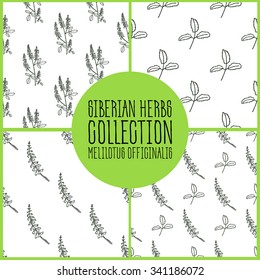 Melilotus officinalis - Siberian herbs pattern collection. Handdrawn Illustration - Health and Nature Set