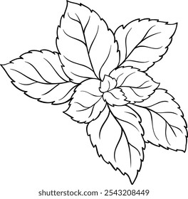Melissa Branch with Leaves Outline Illustration