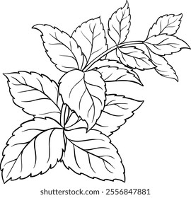 Melissa Branch with Leaves Outline Illustration