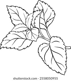 Melissa Branch with Leaves Outline Illustration