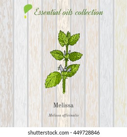 Melissa, essential oil label, aromatic plant. Vector illustration
