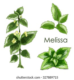 melissa herbaceous plant. Herbs design.