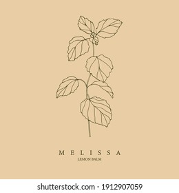 Melissa, lemon balm illustration. Botanical design