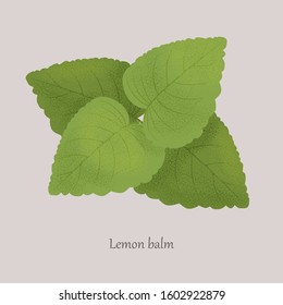 Melissa, Lemon Balm medicinal essential plant on a gray background. Green fragrant fresh leaves of healthy lemon balm.