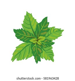 Melissa oder Minze einzeln auf weißem Hintergrund. Melissa officinalis Kräuter Gewürze. Gesunde Lebensmittel natürliche ökologische Pflanze. Küchen Kräuter Gewürze Banner. Grüne aromatische Blätter realistische Vektorgrafik