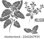 Melissa officinalis leafs and flowers vector silhouette. Melissae herba medicinal herbal outline. Lemon balm leaves silhouette for pharmaceuticals and cooking. A set of Melissa plant outlines.